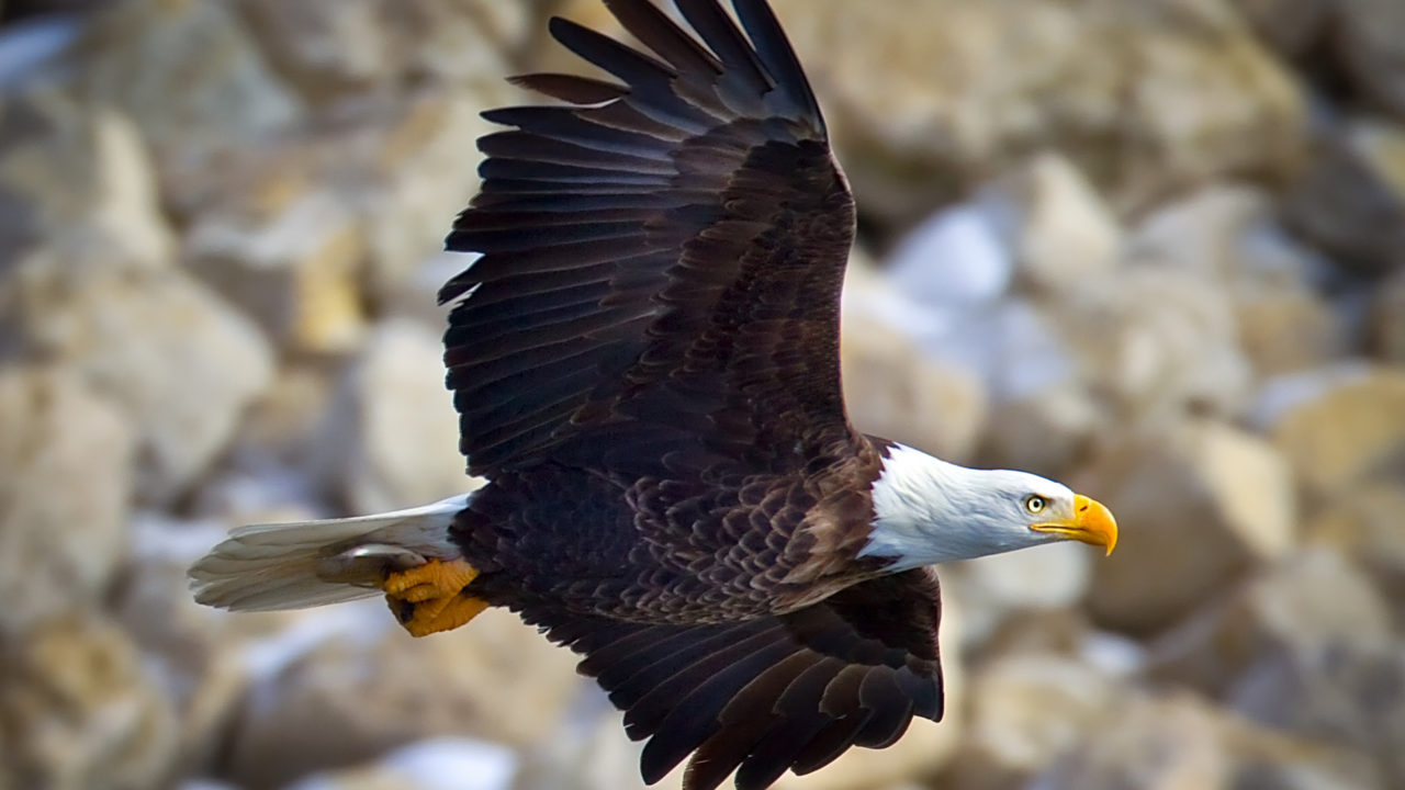 Bald eagle flying