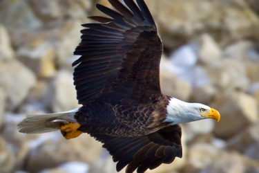 Bald eagle flying