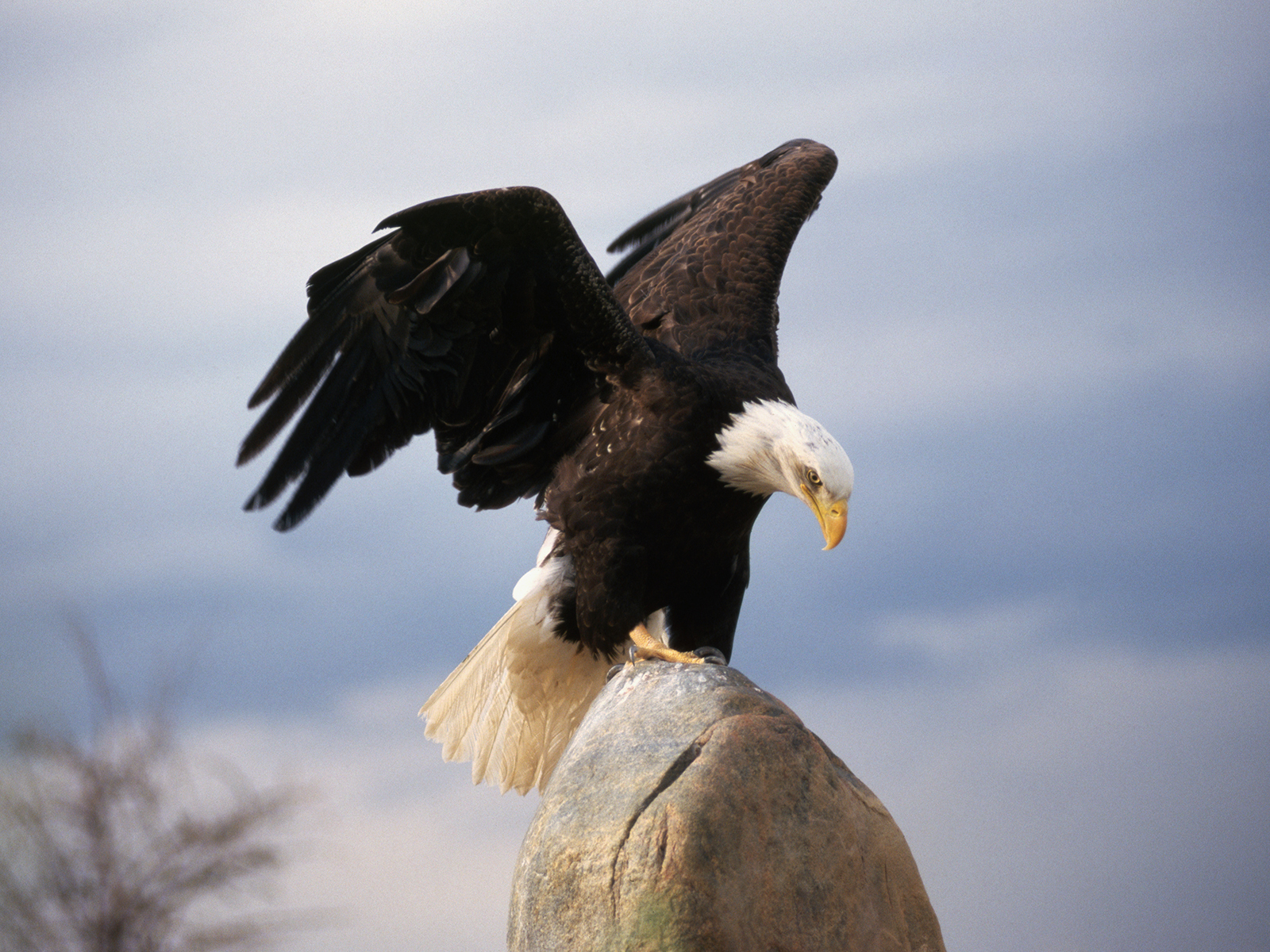 Bald eagle in Colorado
