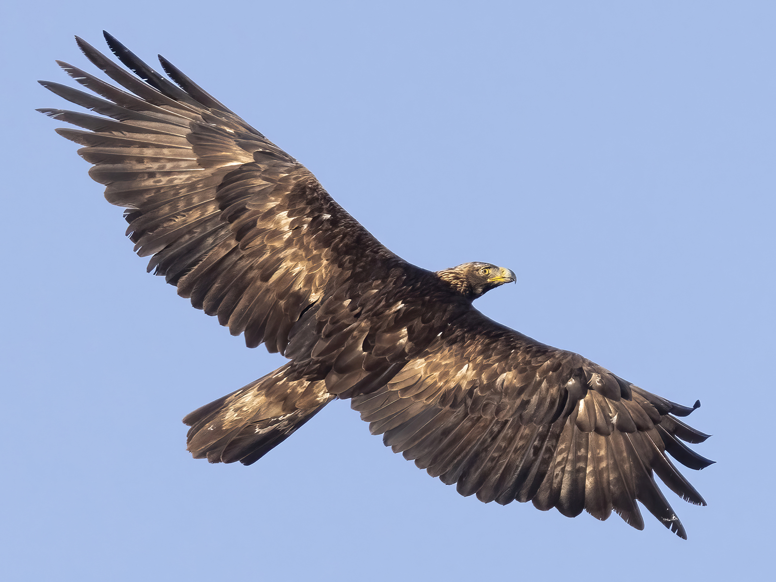 Golden eagle in flight