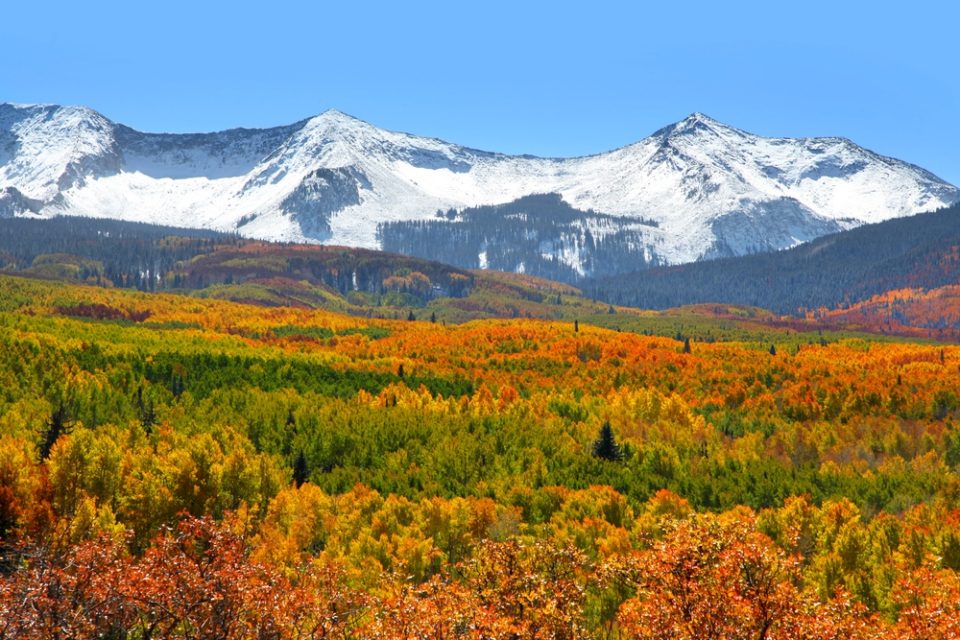 Colorado By Nature The World s Largest Living Organism 5280