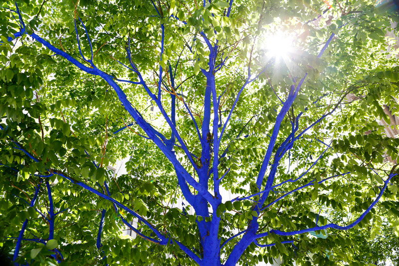 Blue Trees