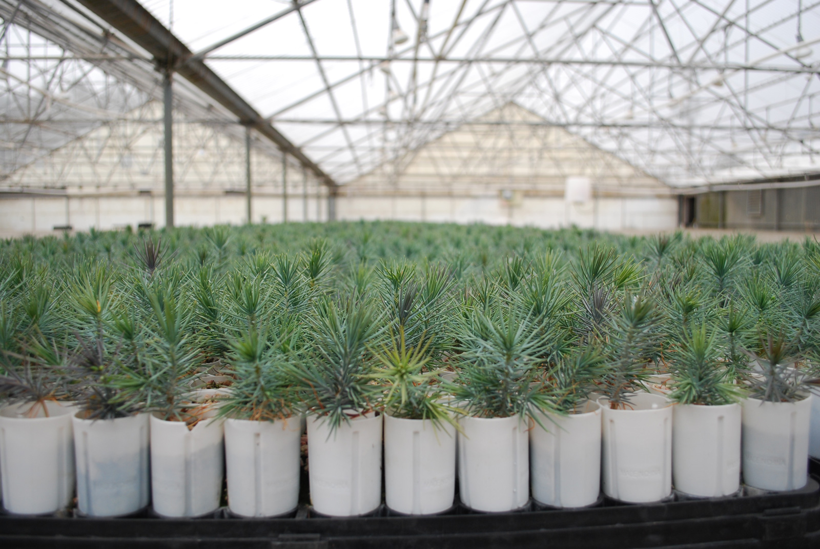 CSU seedling nursery