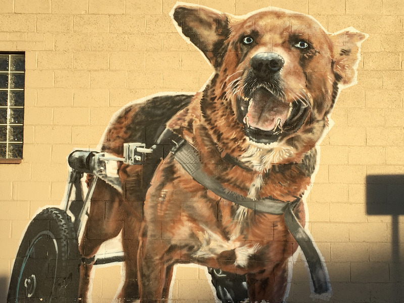 Animal Wellness Center