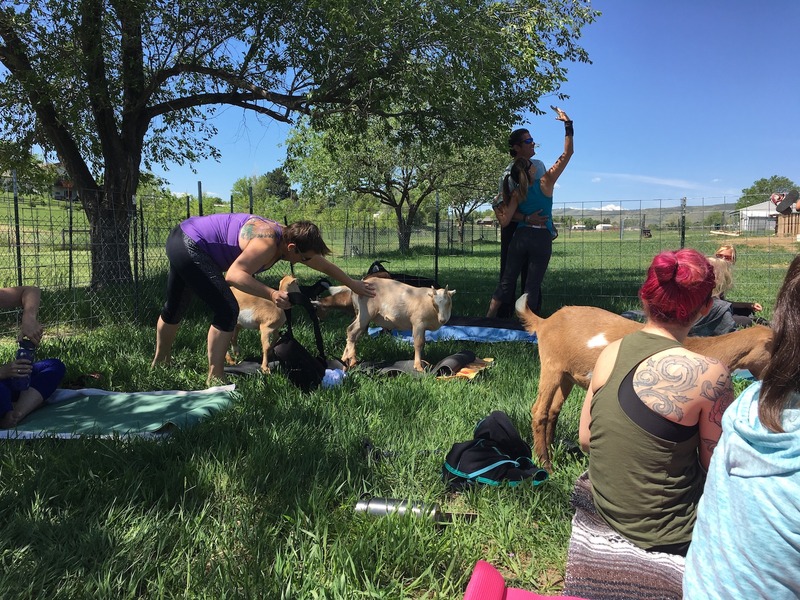 Rocky Mountain Goat Yoga