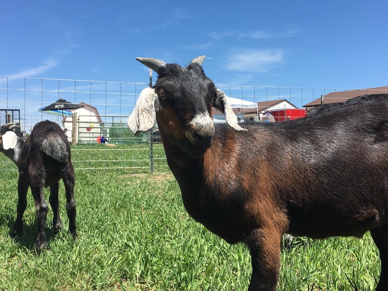 Rocky Mountain Goat Yoga