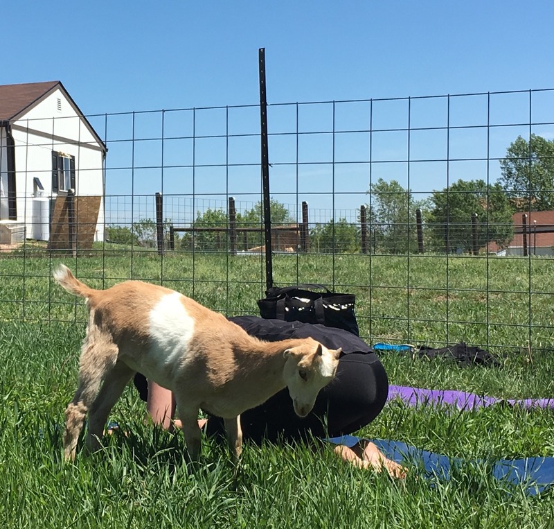 Rocky Mountain Goat Yoga