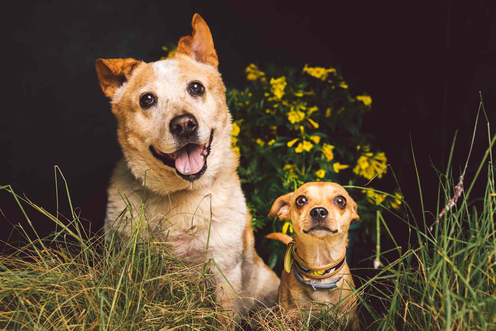 Two-Dog-Portrait
