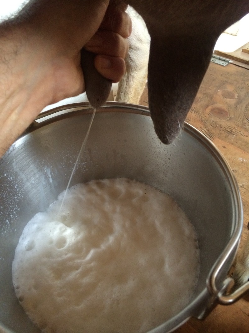 Mountain Flower Goat Dairy