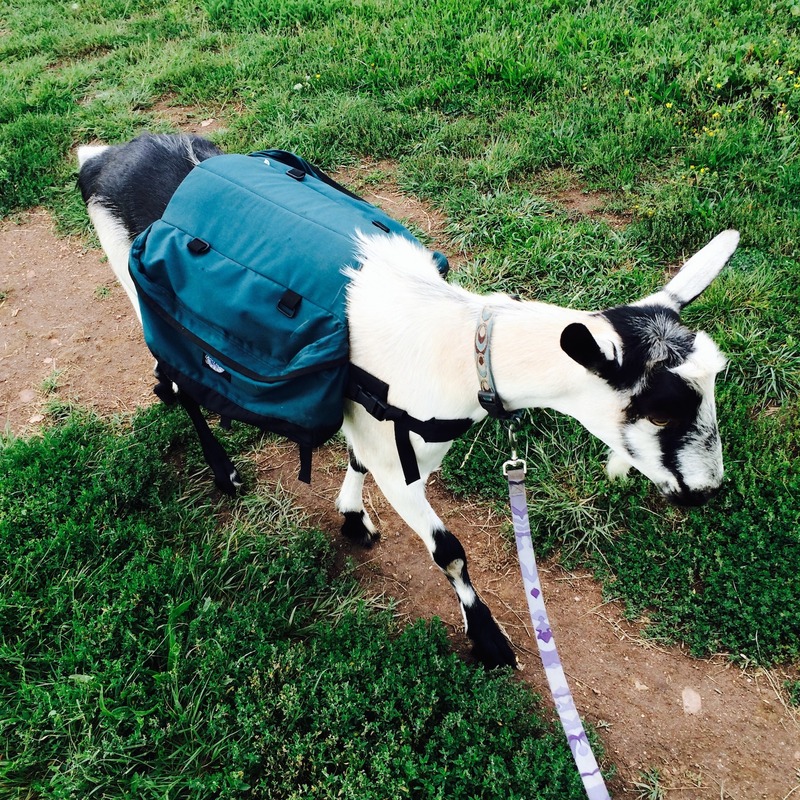 Mountain Flower Goat Dairy