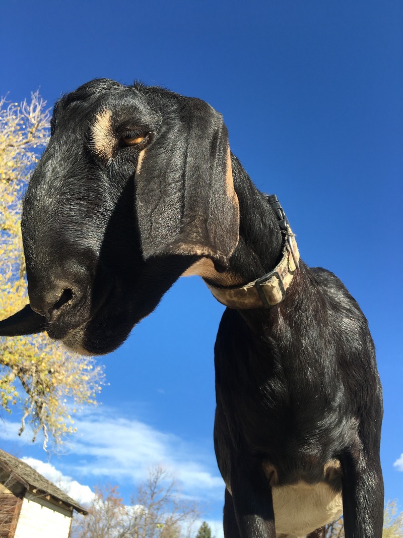 Mountain Flower Goat Dairy