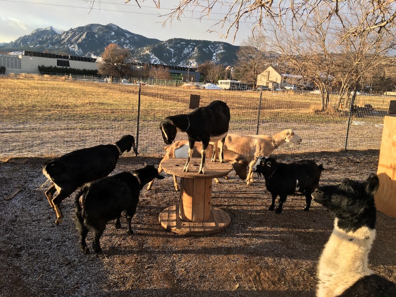 Mountain Flower Goat Dairy