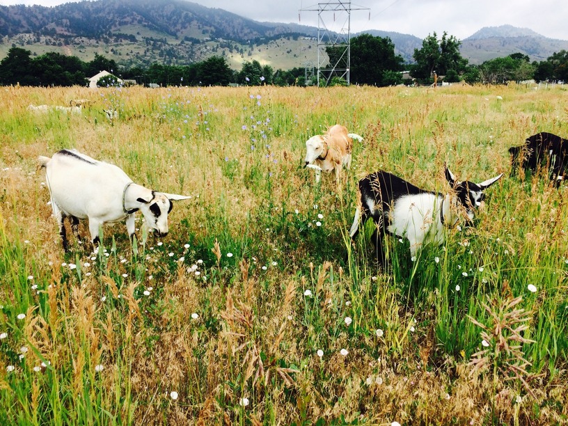 Mountain Flower Goat Dairy