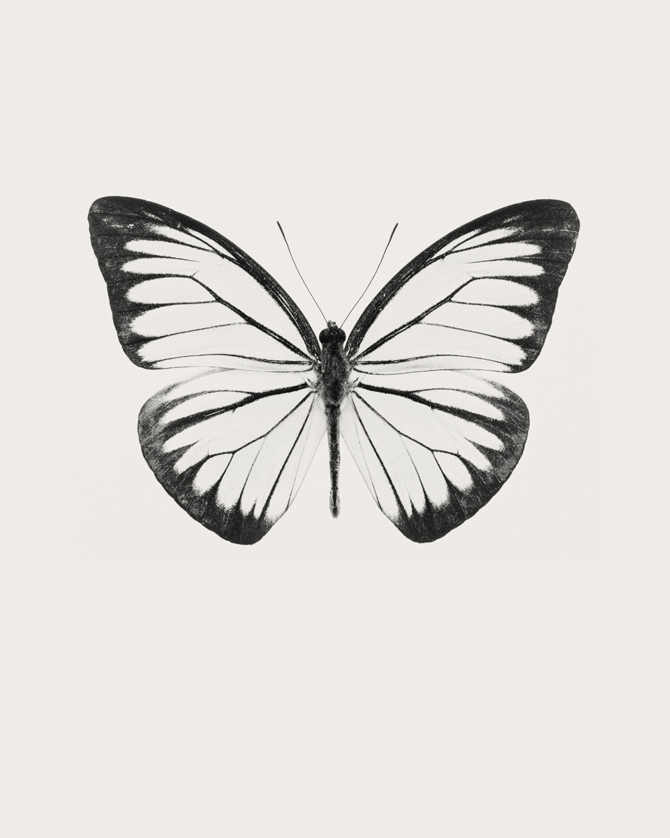 Butterfly-Print