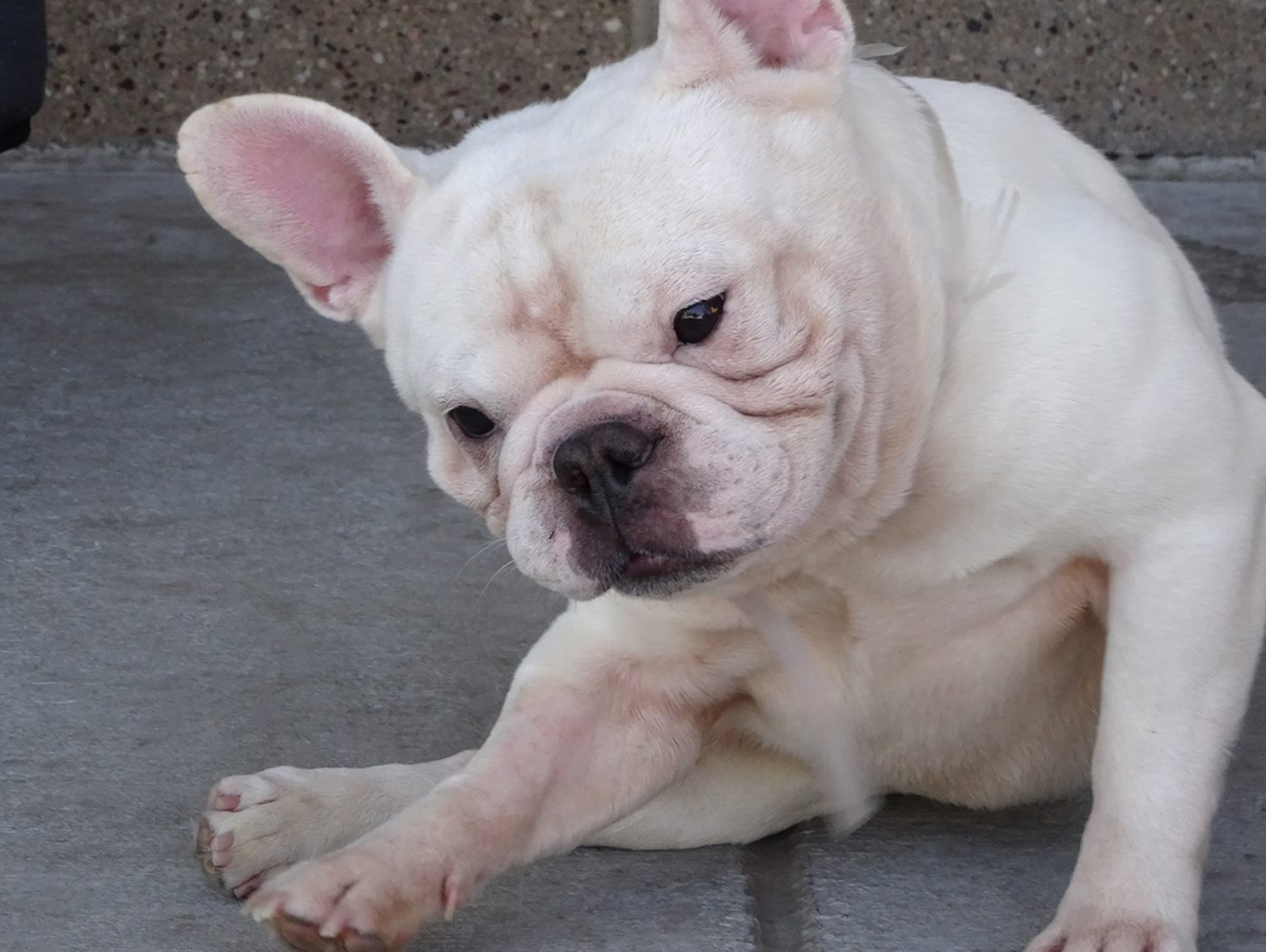 French Bulldog