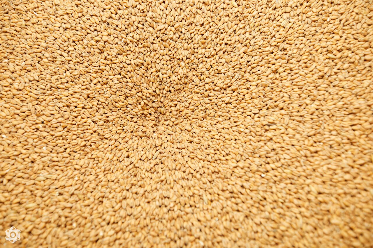 brewtography barley
