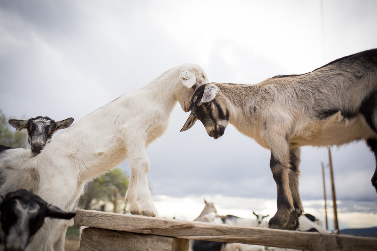 Avalanche Cheese Company