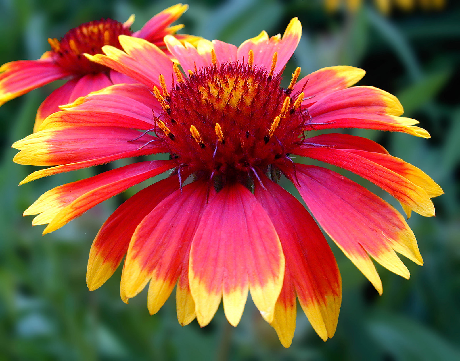 gaillardia