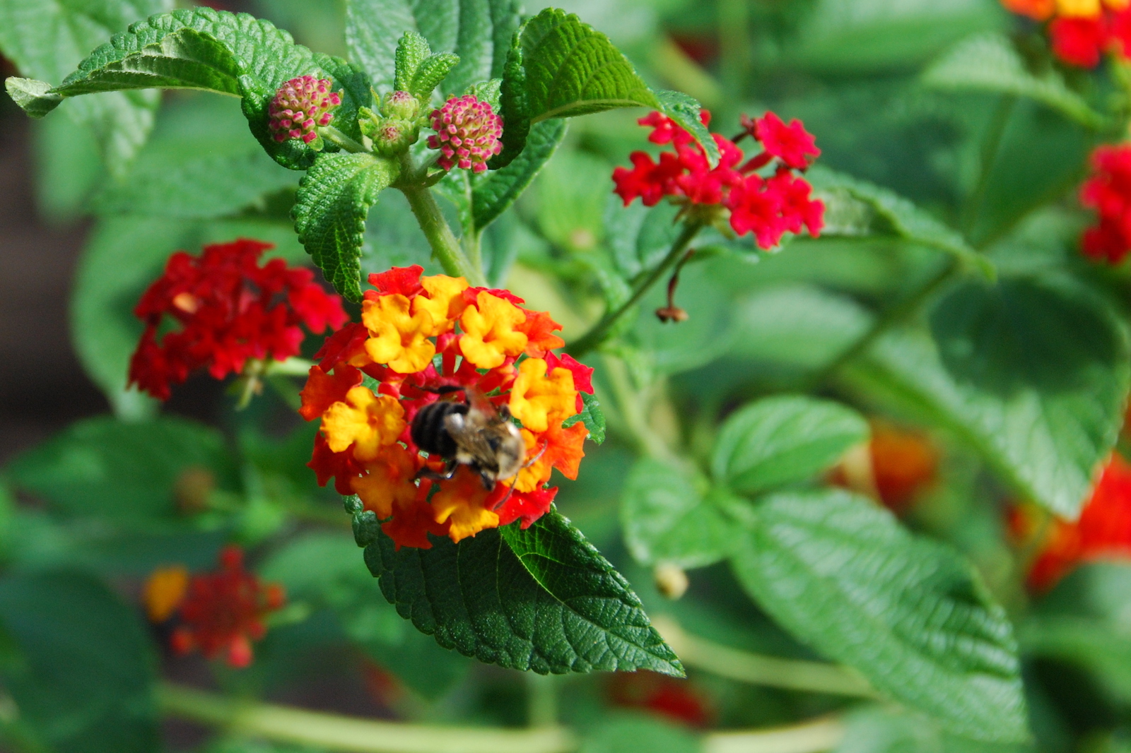 lantana
