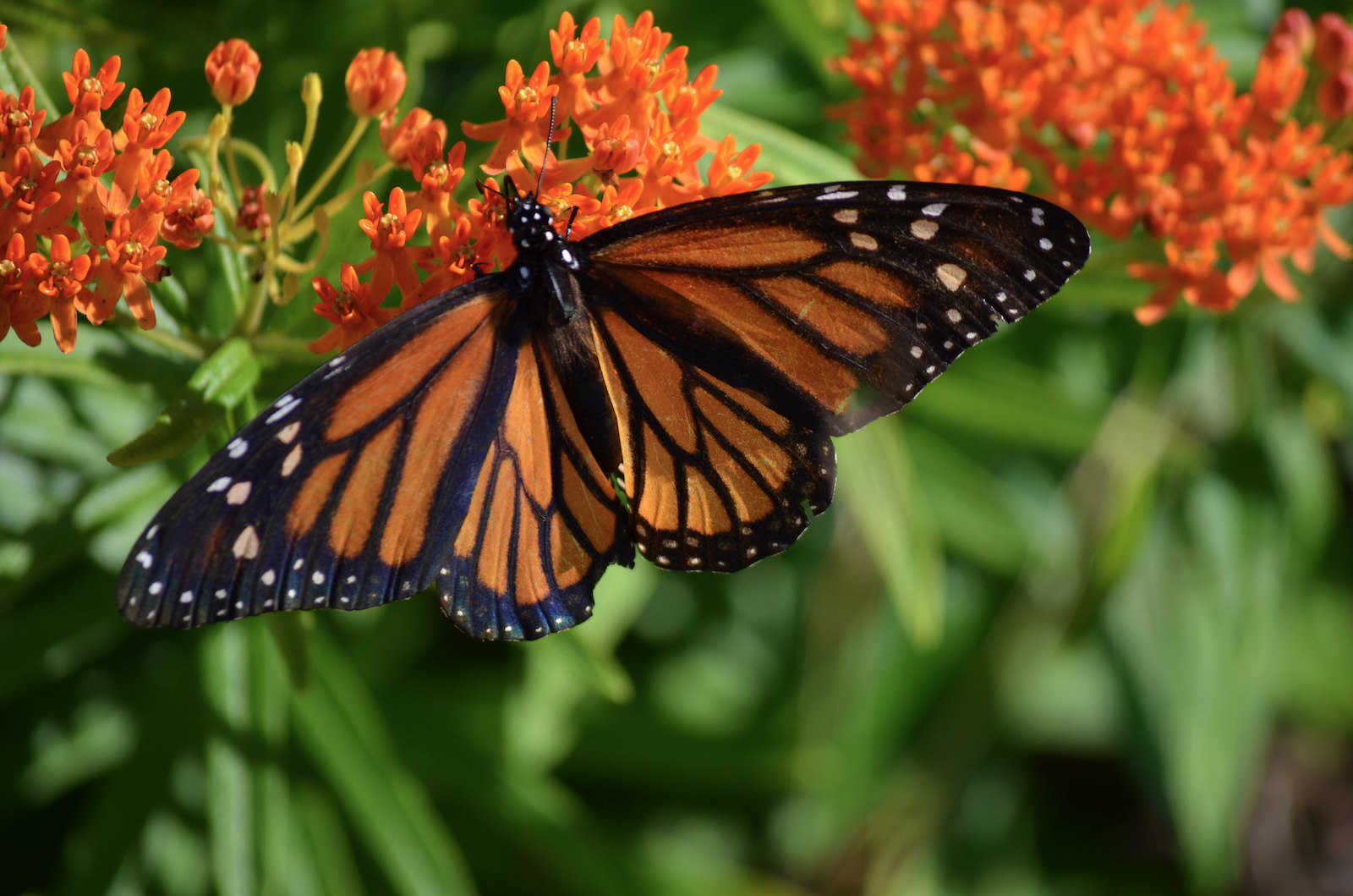 butterfly weed