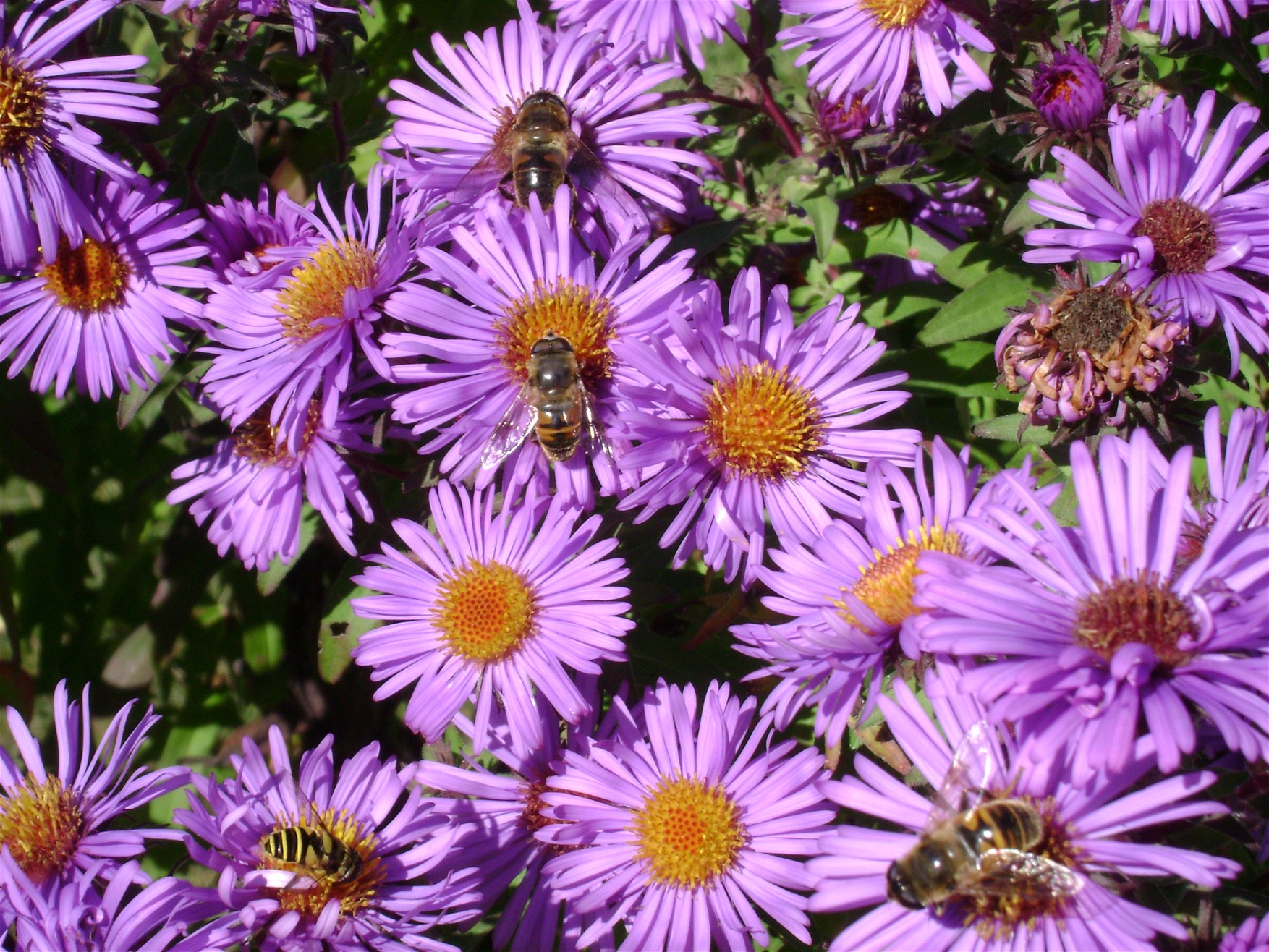 aster