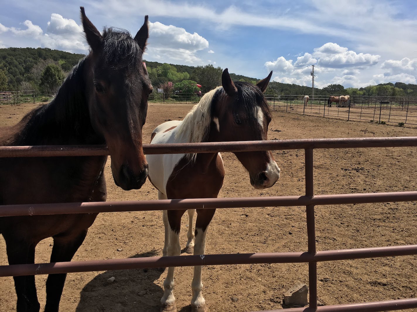 Horses, Cedar Ridge Ranch