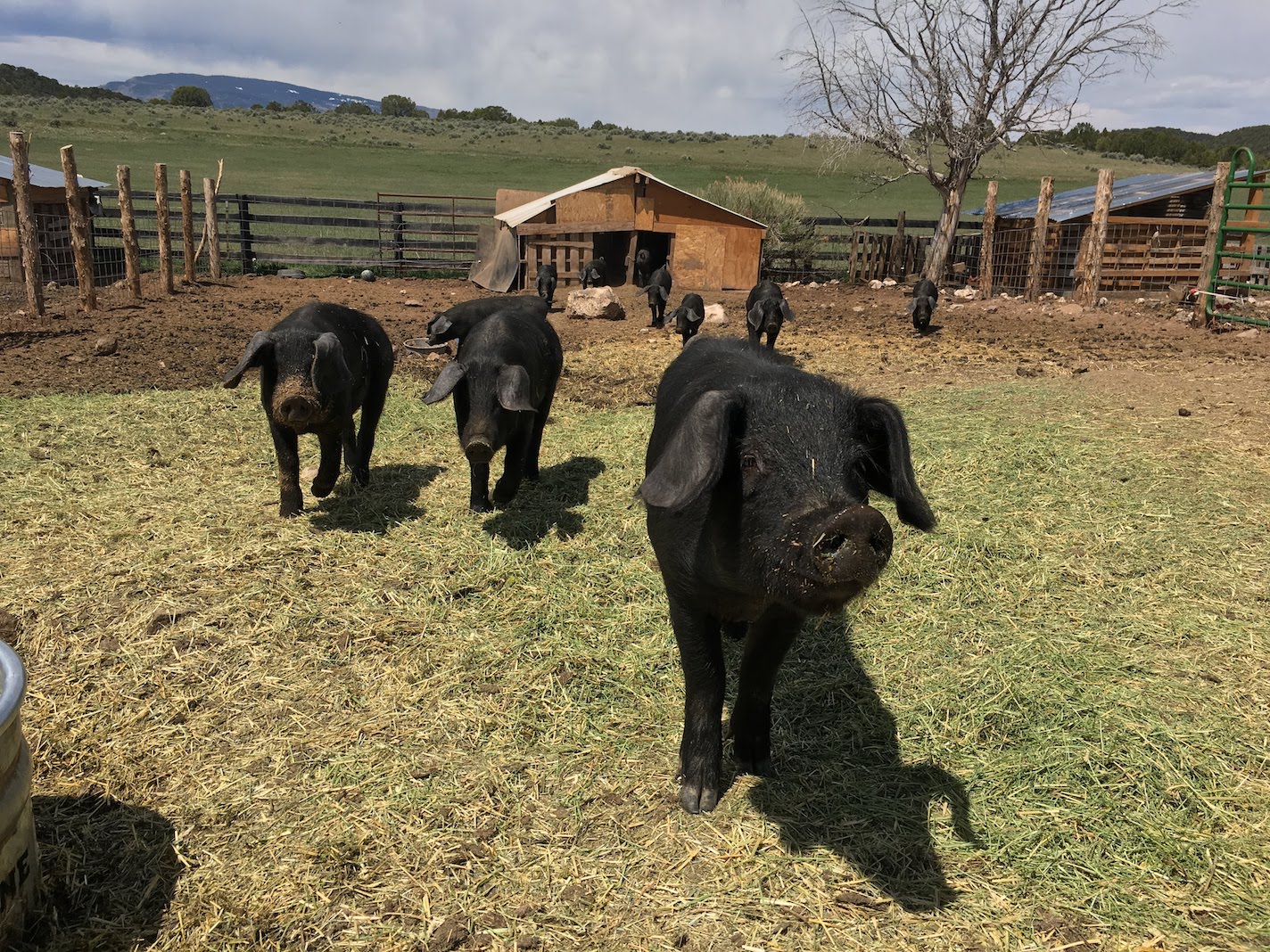 Pigs, Cedar Ridge Ranch