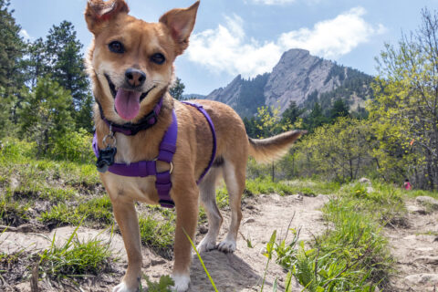 A small dog wearing a purple harness on a trail in Boulder’s Chautauqua park
