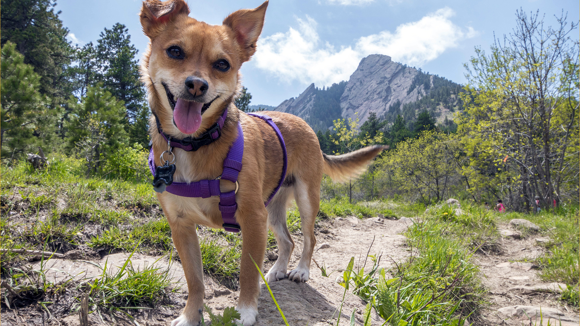 A small dog wearing a purple harness on a trail in Boulder’s Chautauqua park