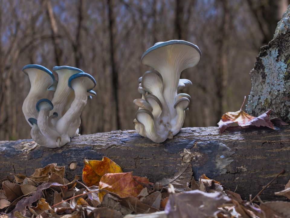 Fantastic Fungi Uncovers the Magic of Mushrooms