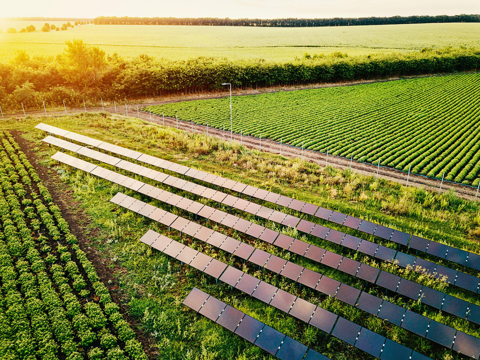 How Jack's Solar Garden Hopes To Transform Farming—For Good 5280