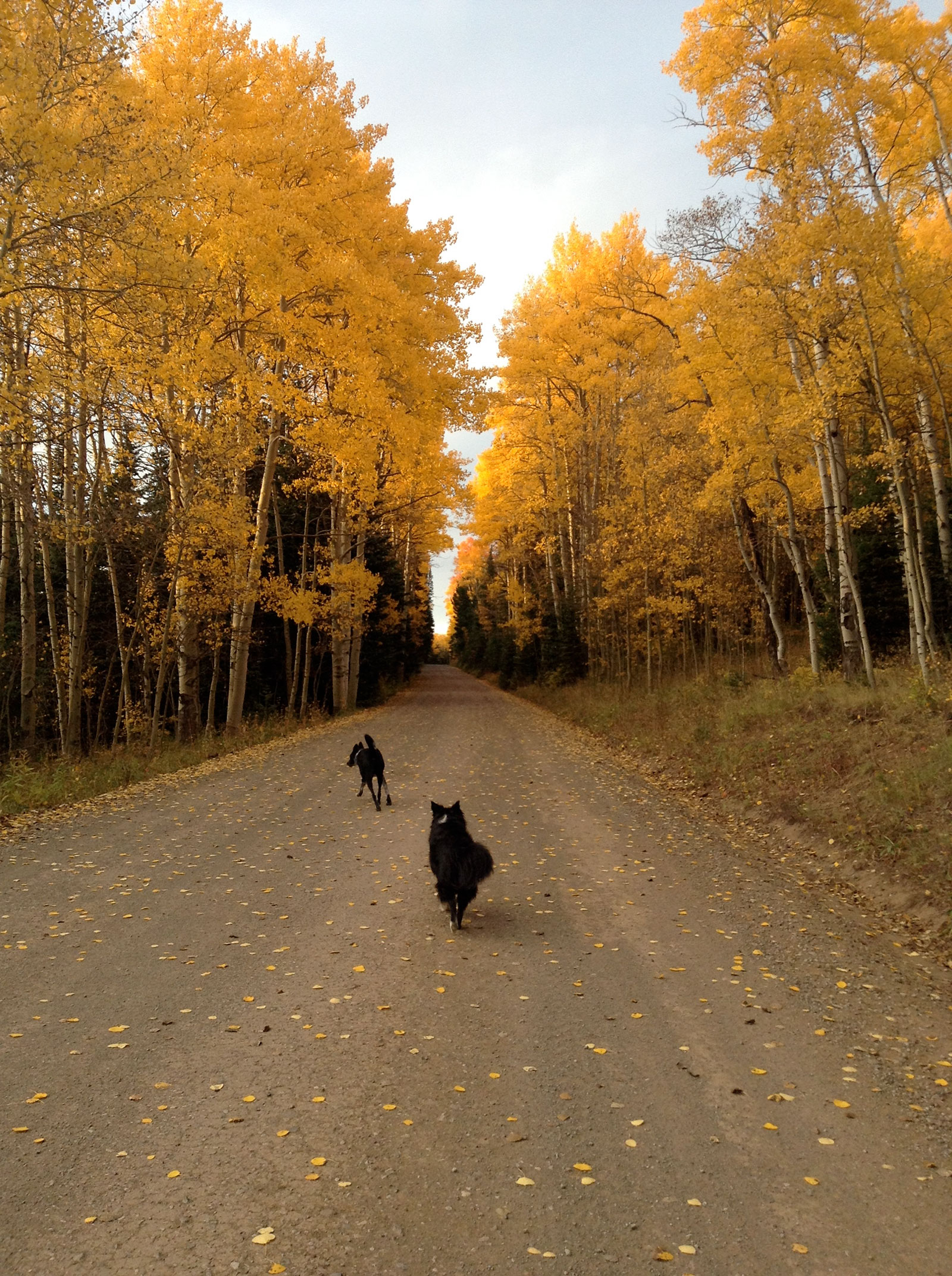 7 Fall Trails in Colorado Where You Can Successfully Socially Distance
