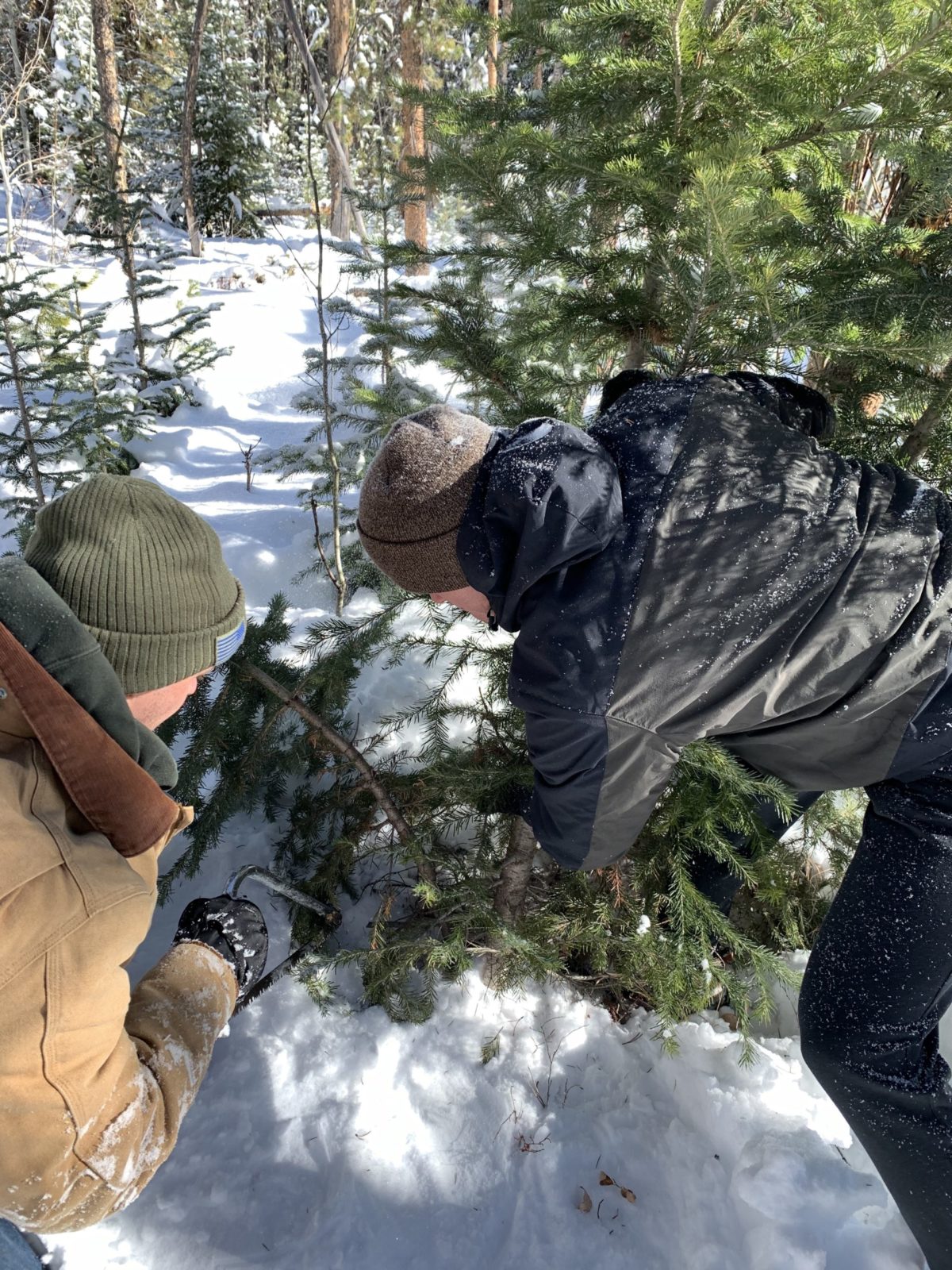 Two people cutting down a Christmas tree in Colorado