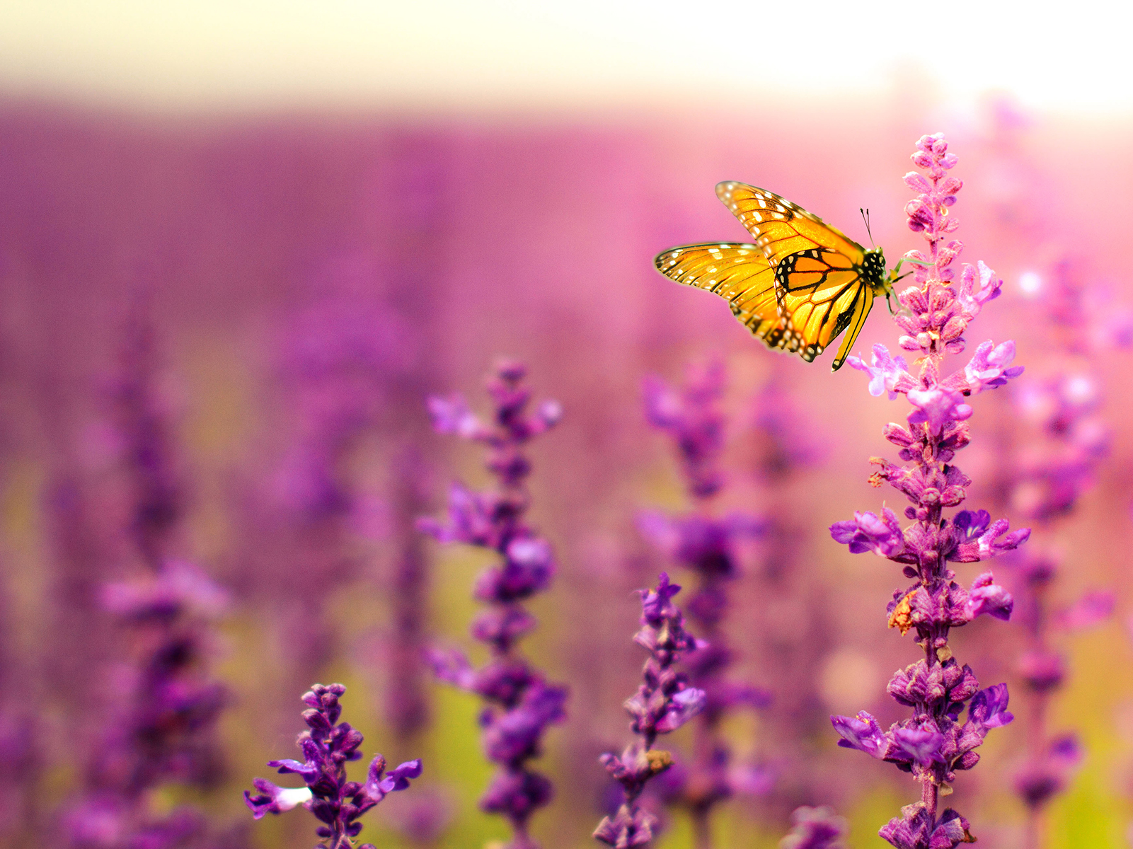 How to Make Four Types of Gardens Thrive at a Mile High - 5280