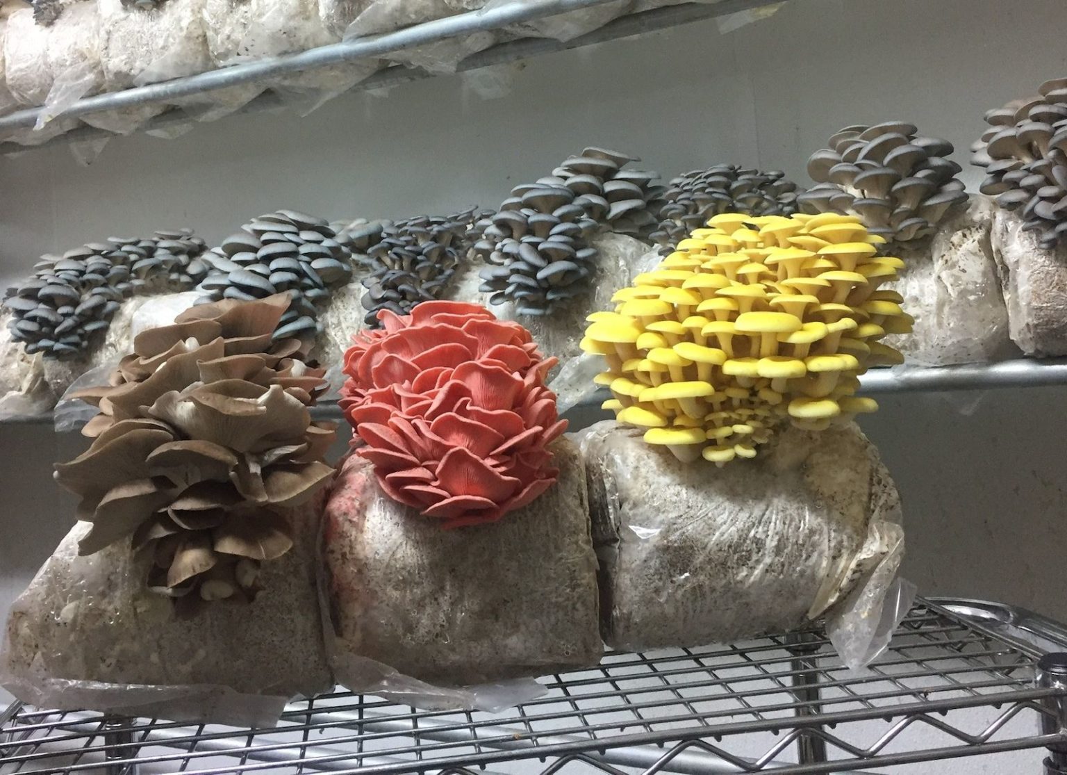 Why One Denver Couple Began Growing Mushrooms at Home