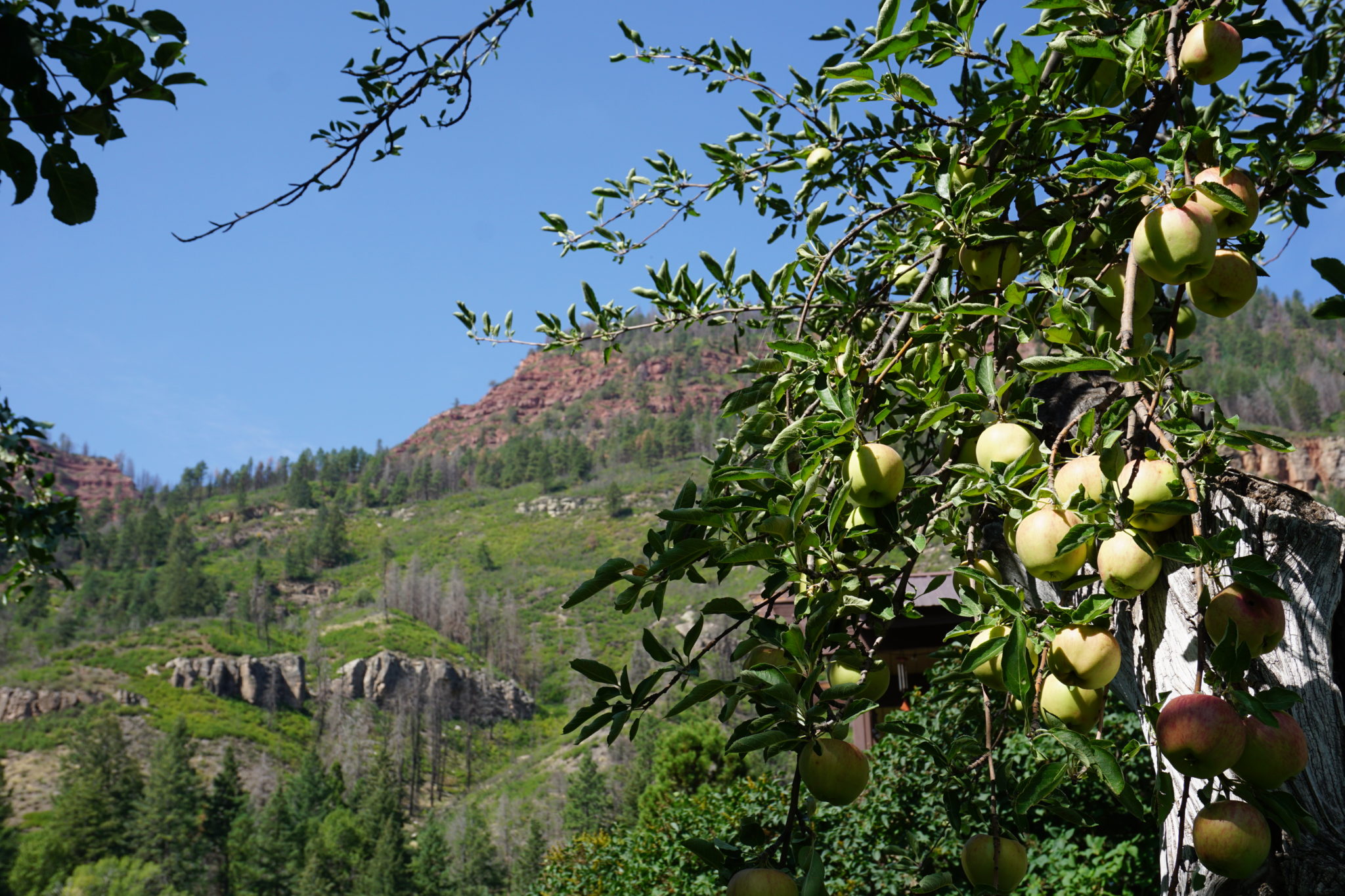 How Craft Cider Is Helping Save Colorado’s Historic Apple Trees