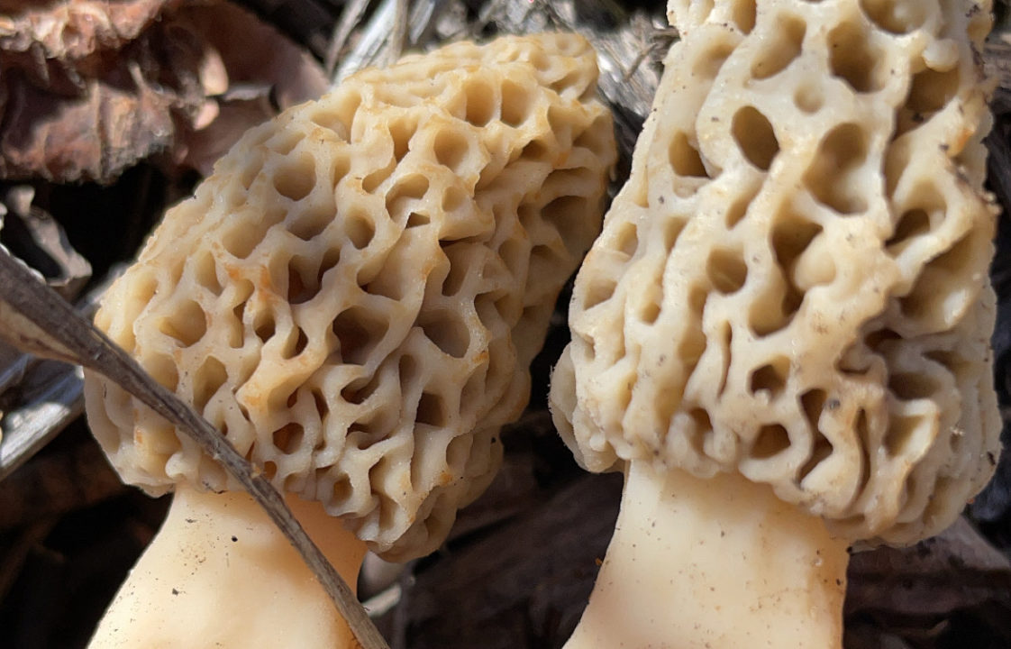 What’s in Season Now Morel Mushroom