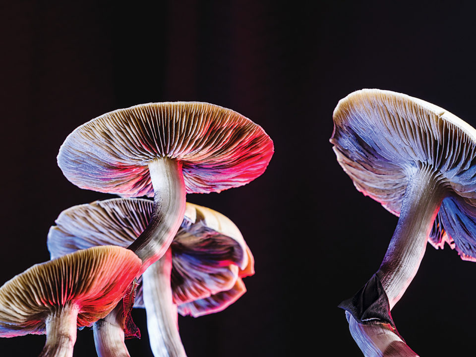 Mushrooms
