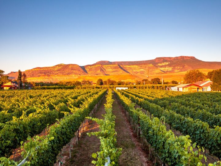 Restoration's vineyards during sunset.