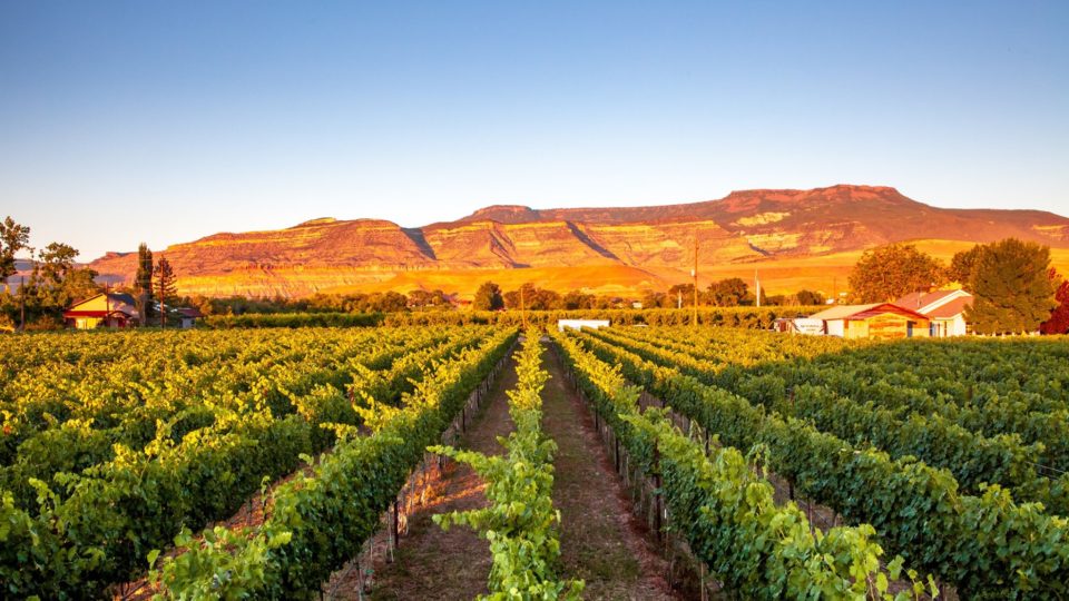 Restoration's vineyards during sunset.