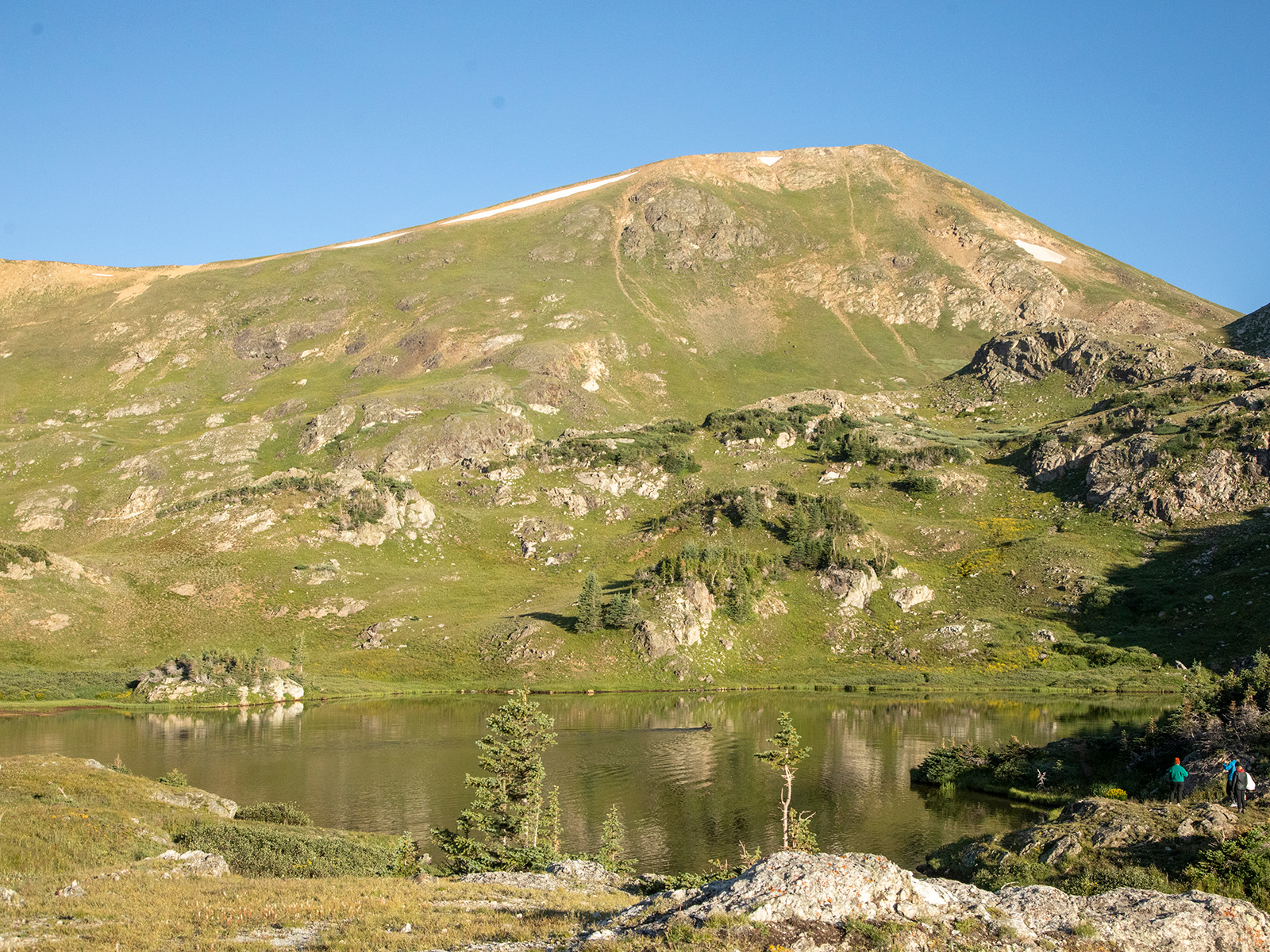 A moose swims in an alpine lake