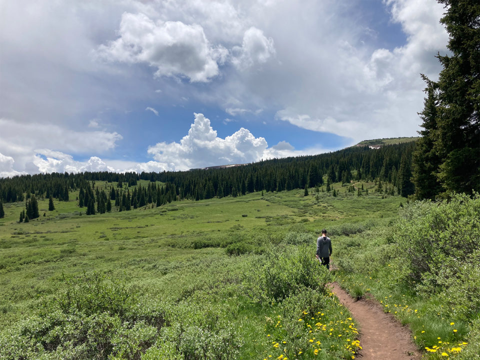 The 3 Best Places to Forage for Chanterelles in Colorado 5280