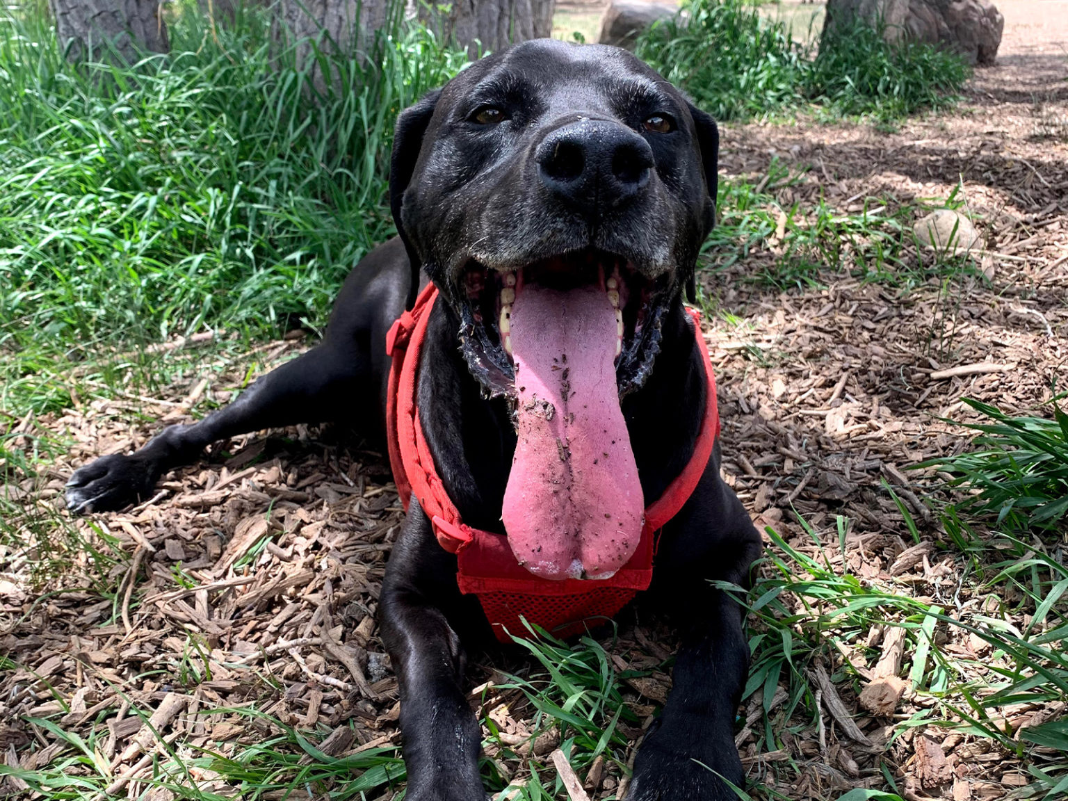 7 OffLeash Dog Parks to Explore in the Denver Metro Area 5280