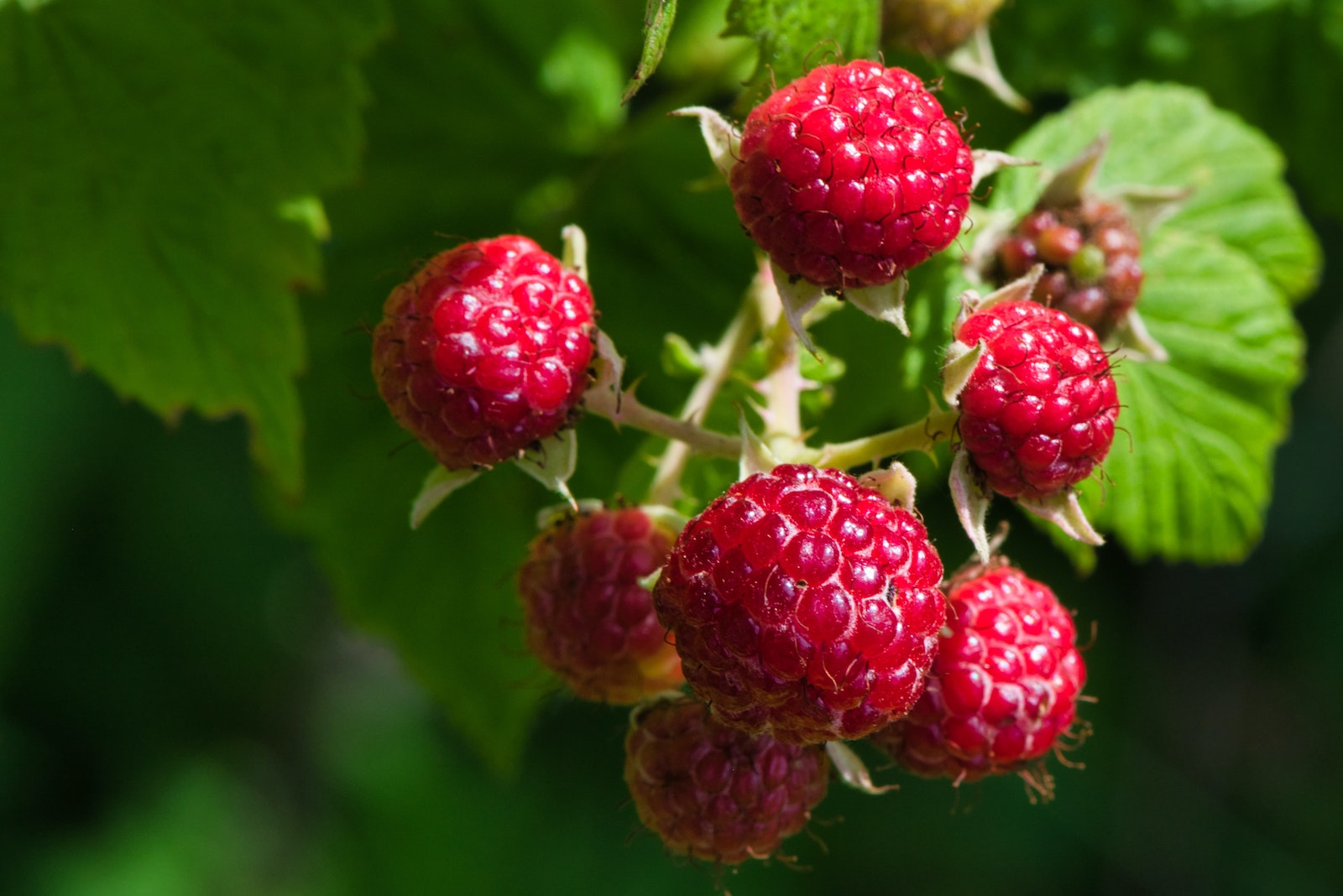 What s In Season Now Raspberries What s In Season Now Raspberries