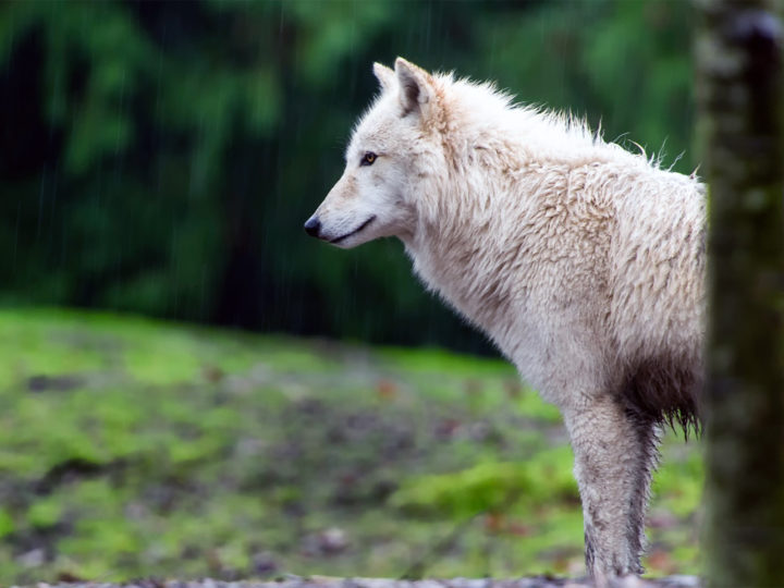 A gray wolf in Washington state.