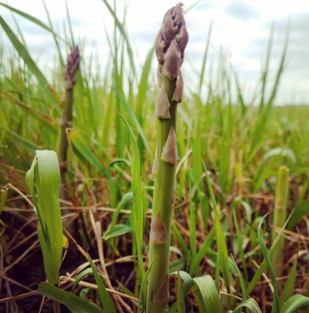 What’s in Season Now Asparagus