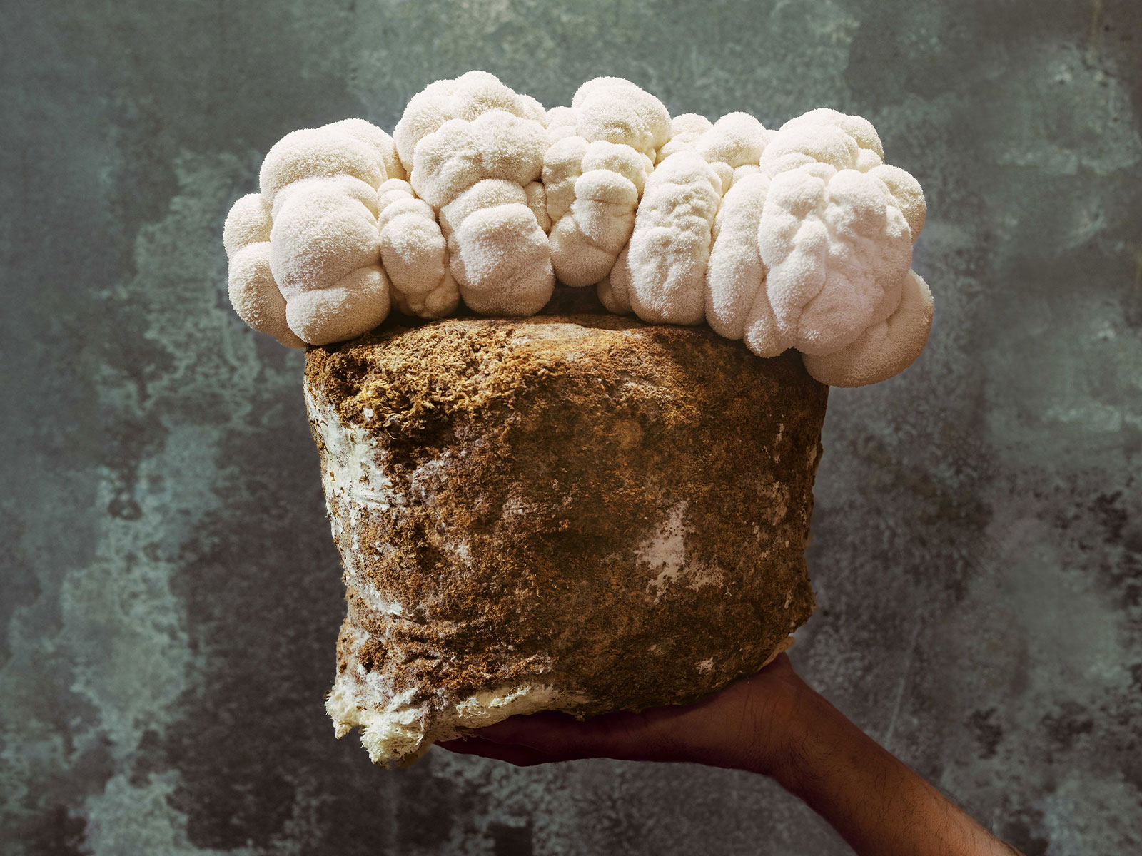 Could Functional Mushrooms Become the Next CBD? - Vimarsana News