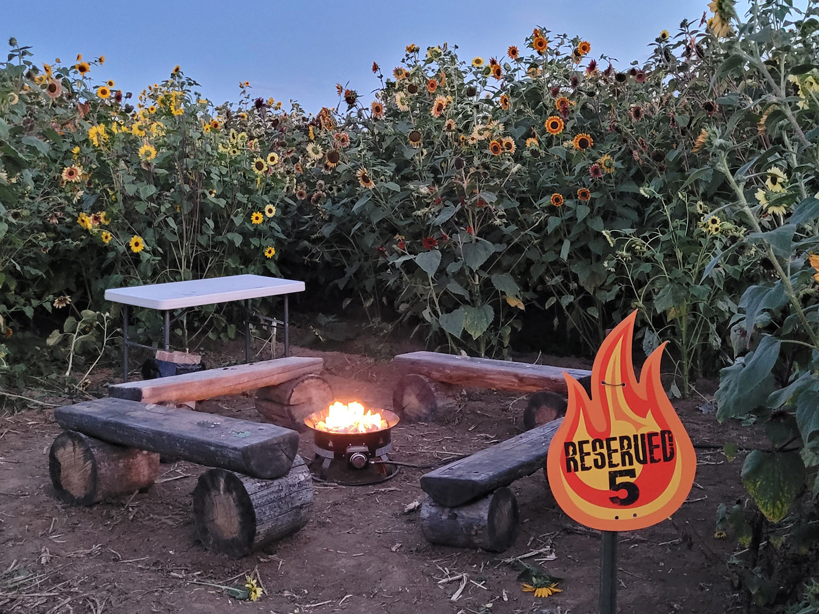 campfire surrounded by sunflowers