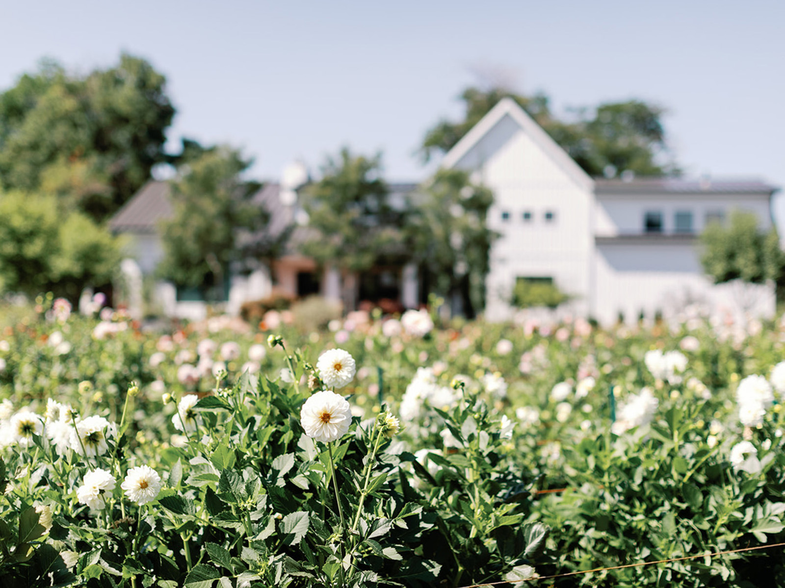 white flowers in a field