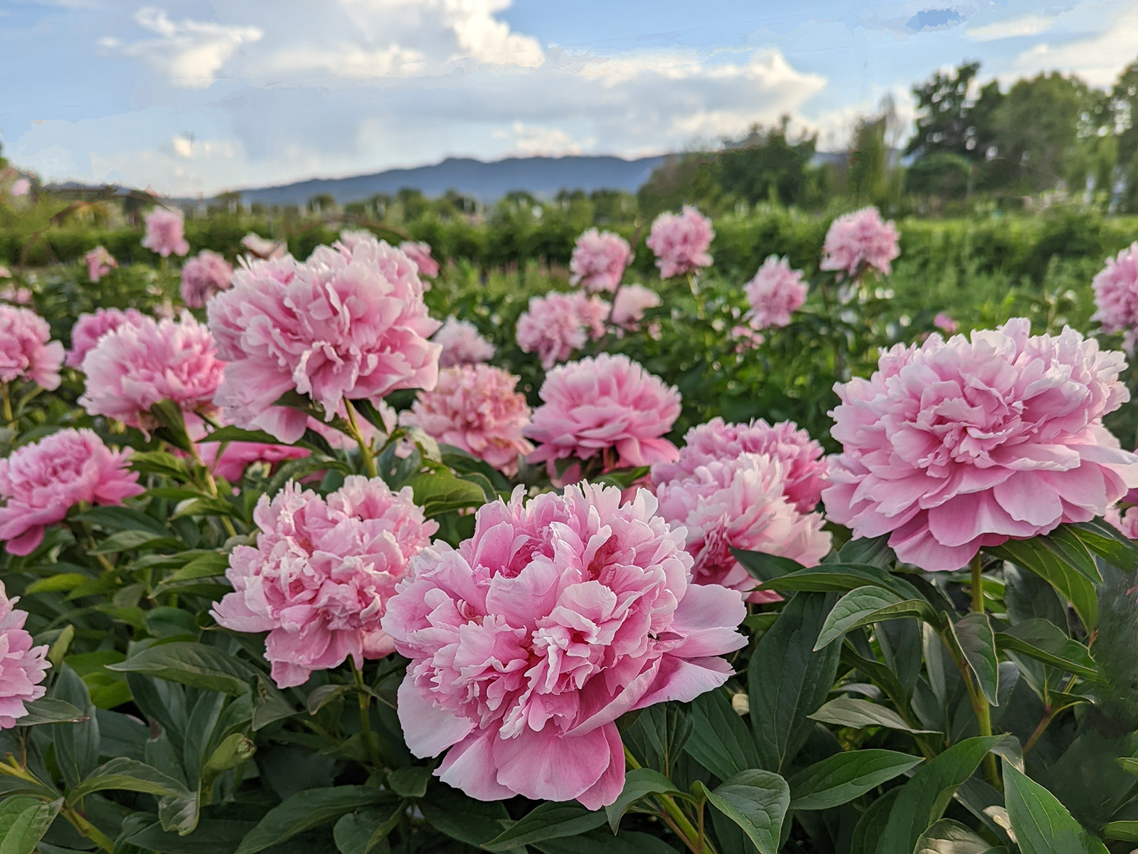 flowers in a field in front of mountains